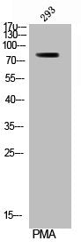 Phospho-RPS6KA1 (S380) Antibody