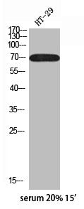 Phospho-RPS6KB1 (S418) Antibody
