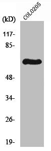 RPS6KB1 Antibody