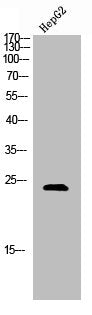 SDC4 Antibody