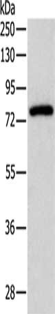 PRKCG Antibody