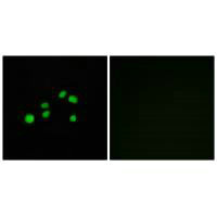 COL23A1 Antibody