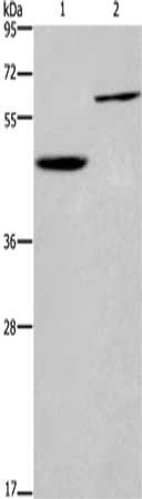 DOK1 Antibody