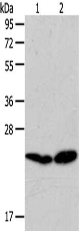 RAB5C Antibody