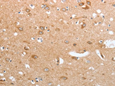CASP12 Antibody