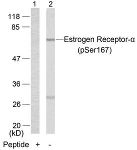 Phospho-ESR1 (Ser167) Antibody