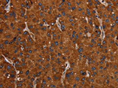 SLC22A12 Antibody