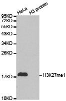 Histone H3K27me1 Antibody