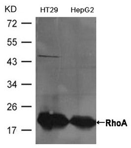 RHOA Antibody