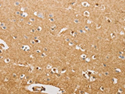 S100A1 Antibody