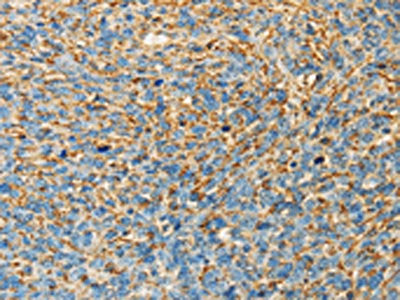 APOA4 Antibody