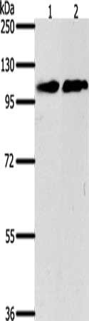 NFATC4 Antibody