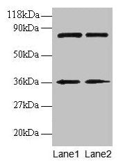 HNRNPH1 Antibody