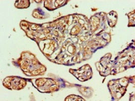 TALDO1 Antibody