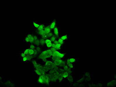 AKAP17A Antibody