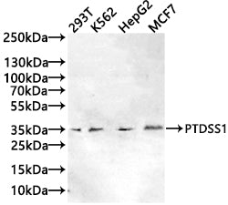 PTDSS1 Antibody