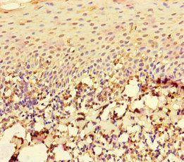 RAC1 Antibody