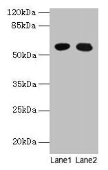 GTPBP6 Antibody