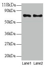 TAX1BP3 Antibody