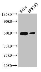 JUND Antibody