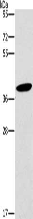HOXB4 Antibody