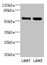 EFCAB14 Antibody