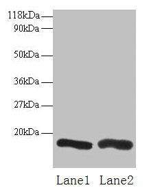 CHMP2A Antibody