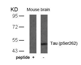 Phospho-MAPT (Ser262) Antibody