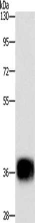 CEBPE Antibody