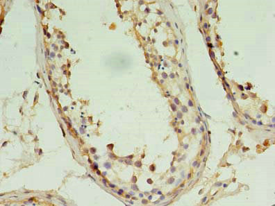 PIN1 Antibody