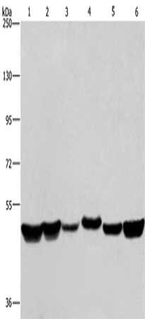 HNRNPH1 Antibody