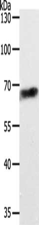 ABCD4 Antibody