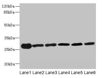 TMED9 Antibody