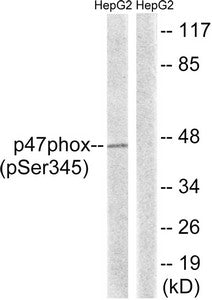 Phospho-NCF1 (Ser345) Antibody