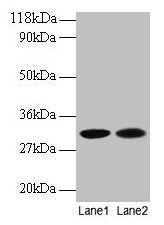 MRPL9 Antibody