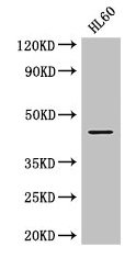 MAP2K2 Antibody