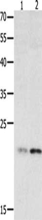 HMGB4 Antibody