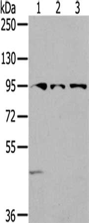 SEMA6A Antibody