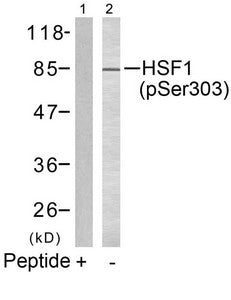 Phospho-HSF1 (Ser303) Antibody