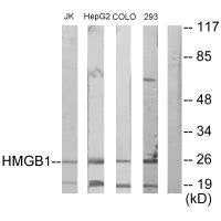 HMGB1 Antibody
