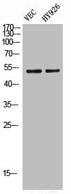 Phospho-SGK1 (S422) Antibody