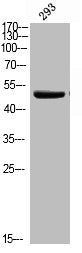 Phospho-SGK1 (S78) Antibody