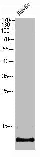 S100A7L2 Antibody