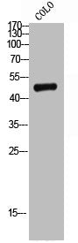 ST6GAL1 Antibody