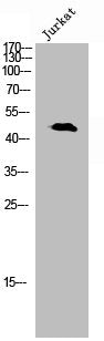 Phospho-NCF1 (S345) Antibody