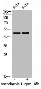 Phospho-NCF1 (S359) Antibody
