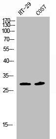 Phospho-SNAI1 (S246) Antibody