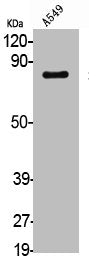 SP1 Antibody