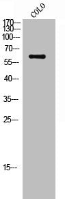 Phospho-SRC (S75) Antibody