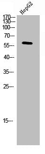 SRC Antibody